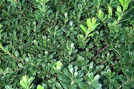 Attēlu rezultāti vaicājumam “Exobasidium uvae-ursi”