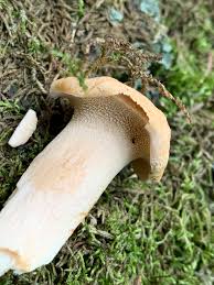 Attēlu rezultāti vaicājumam “Hydnum rufescens”