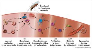 Attēlu rezultāti vaicājumam “Lignydium muscorum plasmodium”