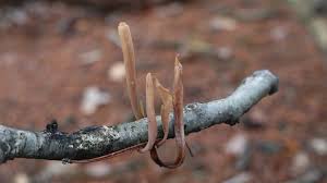 Attēlu rezultāti vaicājumam “Macrotyphula fistulosa”