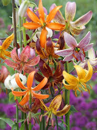 Image result for Lilium martagon `Arabian Night`