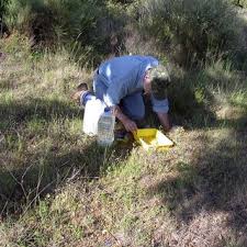 Attēlu rezultāti vaicājumam “Xanthogramma sp. male”