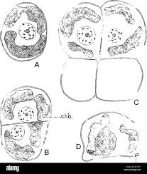 Attēlu rezultāti vaicājumam “Pleurococcus vulgaris”