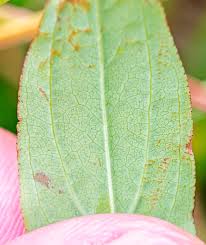 Attēlu rezultāti vaicājumam “Hypericum perforatum leaf”