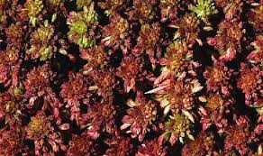 Attēlu rezultāti vaicājumam “Sphagnum rubellum”