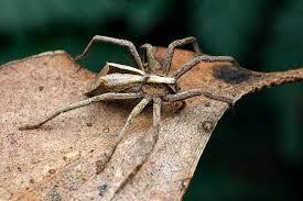 Attēlu rezultāti vaicājumam “Miturgidae”