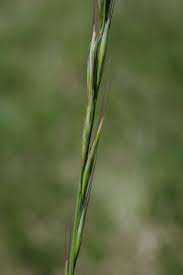 Attēlu rezultāti vaicājumam “Helictotrichon pratense leaf”