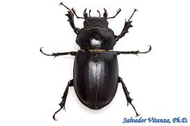 Attēlu rezultāti vaicājumam “Lucanidae”