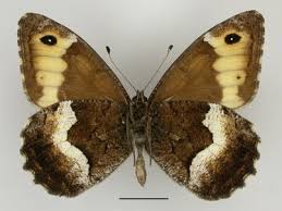 Attēlu rezultāti vaicājumam “Hipparchia alcyone”