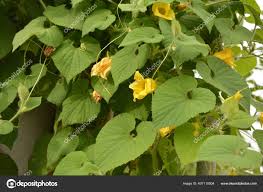 Attēlu rezultāti vaicājumam “Thladiantha dubia”