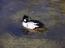 Attēlu rezultāti vaicājumam “Bucephala clangula”