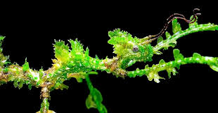 Attēlu rezultāti vaicājumam “Trichia alpina macro”