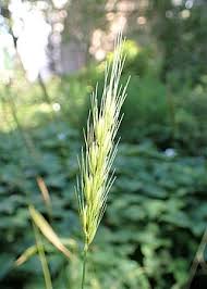 Attēlu rezultāti vaicājumam “Hordelymus europaeus”