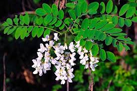 Attēlu rezultāti vaicājumam “Robinia pseudoacacia”