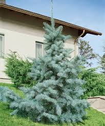 Attēlu rezultāti vaicājumam “Abies concolor”