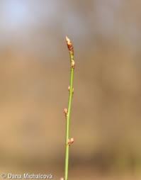 Attēlu rezultāti vaicājumam “Prunus cerasifera var. divaricata bud”