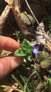 Attēlu rezultāti vaicājumam “Veronica filiformis flower”