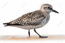 Attēlu rezultāti vaicājumam “Calidris alba”