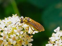 Attēlu rezultāti vaicājumam “Tenthredo scrophulariae exuvia”