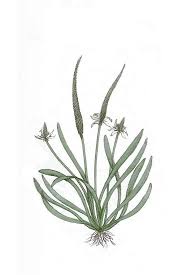 Attēlu rezultāti vaicājumam “Myosurus minimus”