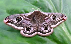 Attēlu rezultāti vaicājumam “Saturniidae”