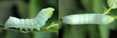 Attēlu rezultāti vaicājumam “Amphipyra perflua”