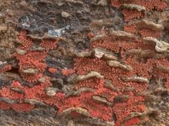 Attēlu rezultāti vaicājumam “Arcyria stipata young”