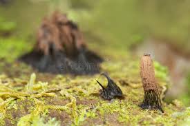 Attēlu rezultāti vaicājumam “Stemonitidaceae”