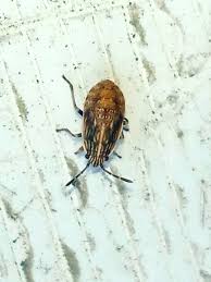 Attēlu rezultāti vaicājumam “Nithecus jacobaeae”