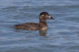 Image result for Melanitta perspicillata