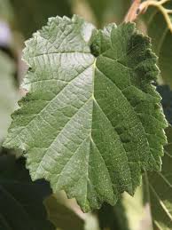 Attēlu rezultāti vaicājumam “Corylus colurna”