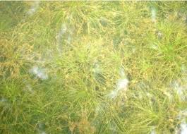 Attēlu rezultāti vaicājumam “Najas minor leaf”