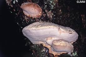 Attēlu rezultāti vaicājumam “Leptoporus mollis”