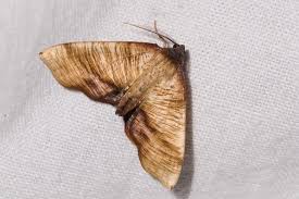 Attēlu rezultāti vaicājumam “Plagodis dolabraria”