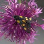 Attēlu rezultāti vaicājumam “Zygaena lonicerae”