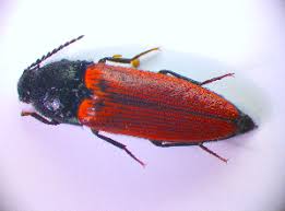 Attēlu rezultāti vaicājumam “Ampedus sp.”