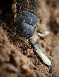 Attēlu rezultāti vaicājumam “Lepidosaphes ulmi imago”