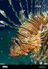 Image result for Pterois miles