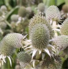 Image result for Edeldistel