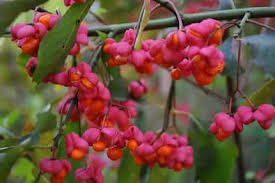 Attēlu rezultāti vaicājumam “Euonymus fruit”