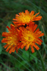 Attēlu rezultāti vaicājumam “Pilosella aurantiaca flower”