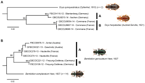 Attēlu rezultāti vaicājumam “Bembidion litorale”