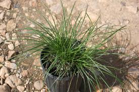 Attēlu rezultāti vaicājumam “Carex dioica”