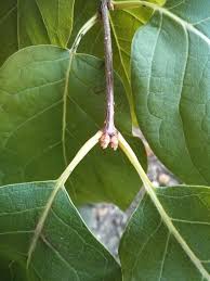 Attēlu rezultāti vaicājumam “Syringa reticulata subsp. amurensis leaf”