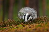 Attēlu rezultāti vaicājumam “Meles meles adult”