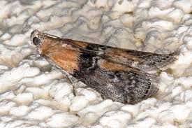 Attēlu rezultāti vaicājumam “Sciota adelphella”