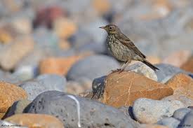 Attēlu rezultāti vaicājumam “Anthus petrosus”
