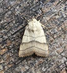 Attēlu rezultāti vaicājumam “Charanyca trigrammica”