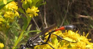 Attēlu rezultāti vaicājumam “Ammophila sp.”