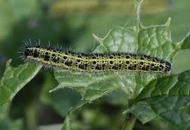 Attēlu rezultāti vaicājumam “Pieris brassicae larva”